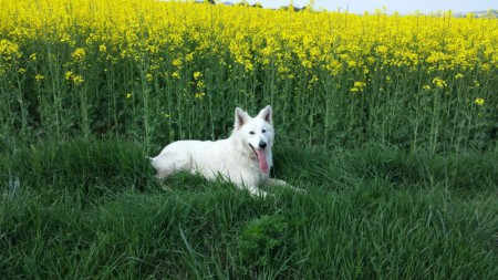 Welpe aus dem A-Wurf mit fast einem Jahr