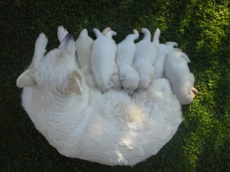 Welpen aus dem B-Wurf mit ihrer Mama Onja